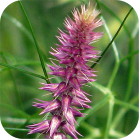 Prickly Chaff Flower