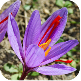 Saffron